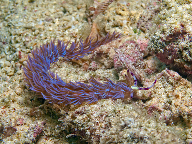 Nudibranch, The Hill